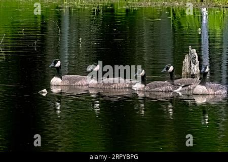 Eine kanadische Gänsefamilie „Branta canadensis“, die in einer Linie auf dem ruhigen Wasser des Maxwell Lake in Hinton, Alberta, Kanada, schwimmt Stockfoto