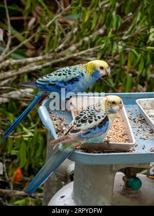 Blassköpfige rosella, blassschultrige rosella, Platycercus adscitus, Paar am Futterhäuschen, wild, Malanda, Queensland, Australien. Stockfoto