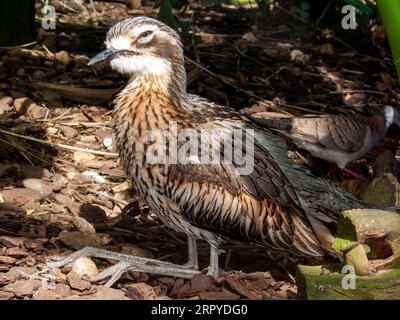 Bush Stone-Curlew, Burhinus grallarius, Burhinus magnirostris, Cairns, Australien Stockfoto