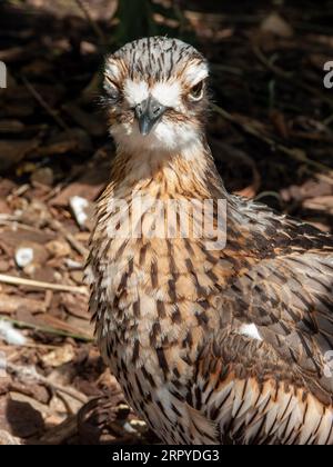 Bush Stone-Curlew, Burhinus grallarius, Burhinus magnirostris, Cairns, Australien Stockfoto