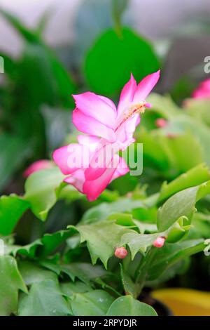 Kaktusblüten, Nahaufnahme des Fotos Stockfoto