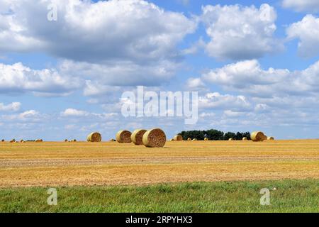 Chana, Illinois, USA. Frisch geformte Heuballen bevölkern ein Feld, von dem sie auf einer großen Farm im Norden von ZentralIllinois geschnitten wurden. Stockfoto