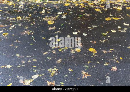 Gelbes Herbstlaub auf regnerischer Straße. Herbst in der Stadt. Saisonaler Hintergrund. Stockfoto