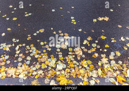 Nasser Asphaltbelag mit gelben Blättern bedeckt. Städtischer Herbsthintergrund. Stockfoto