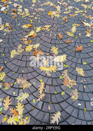 Nasser gepflasterter Bürgersteig, bedeckt mit gelben Ahornblättern. Herbsthintergrund. Stockfoto