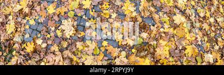 Abgefallene bunte, trockene Ahornblätter auf grauem Steinpflaster. Städtischer Herbsthintergrund. Stockfoto