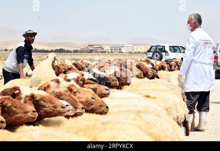 200707 -- PEKING, 7. Juli 2020 -- Ein Spezialist bereitet sich auf die Impfung von Schafen gegen die Schaf- und Ziegenpest in Damaskus, Syrien, 6. Juli 2020 vor. Foto von /Xinhua XINHUA FOTOS DES TAGES AmmarxSafarjalani PUBLICATIONxNOTxINxCHN Stockfoto