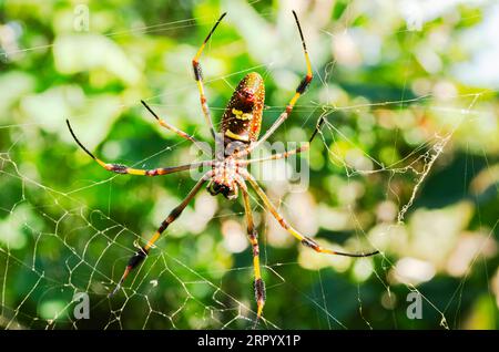 Unter EINER Nephila Clavipes Spinne Stockfoto