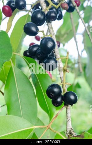 Reifer Jamun Am Baum Stockfoto