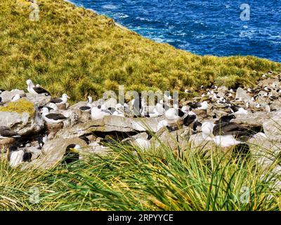 Auf den Falkland-Inseln eine Ansiedlung von Schwarzbrauenalbatrosen (Thalassarche melanophris) mit einigen südlichen Steinhopperpinguinen, die nisten. Stockfoto