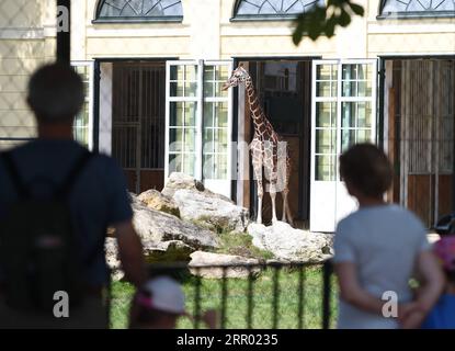 200724 -- PEKING, 24. Juli 2020 -- Touristen sehen eine Giraffe im Schönbrunn Zoo in Wien, Österreich, 23. Juli 2020. Touristen kehrten nach und nach in den Schönbrunner Zoo zurück, der aufgrund der COVID-19-Pandemie geschlossen und Mitte Mai wieder eröffnet wurde. XINHUA-FOTOS DES TAGES GuoxChen PUBLICATIONxNOTxINxCHN Stockfoto