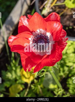 „Sylphide“ Mohnanemone, Bukettanemon (Anemone coronaria) Stockfoto