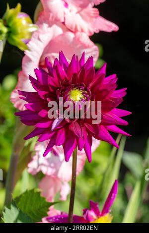 „Ambition“ Kaktusdahlia (Dahlia x hortensis) Stockfoto