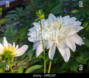 'White Perfection' formell Decorative Dahlia, Dekorativdahlia (Dahlia x Hortensis) Stockfoto