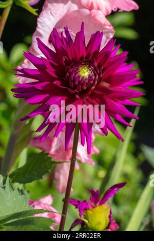 „Ambition“ Kaktusdahlia (Dahlia x hortensis) Stockfoto