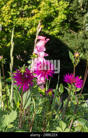 „Ambition“ Kaktusdahlia (Dahlia x hortensis) Stockfoto