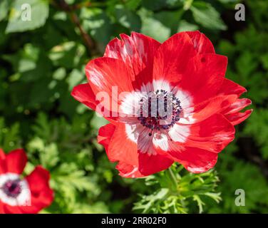 „Sylphide“ Mohnanemone, Bukettanemon (Anemone coronaria) Stockfoto