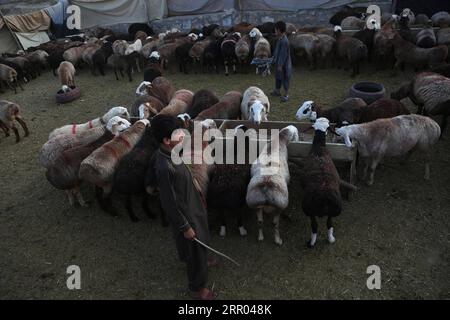 200728 -- PEKING, 28. Juli 2020 -- Menschen arbeiten auf einem Viehmarkt vor Eid al-Adha in Kabul, Afghanistan, am 27. Juli 2020. XINHUA FOTOS DES TAGES RahmatullahxAlizadah PUBLICATIONxNOTxINxCHN Stockfoto