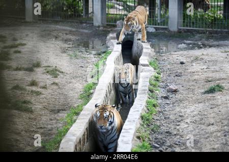 200728 -- HAILIN, 28. Juli 2020 -- Sibirische Tiger kühlen sich im Wasser im Hengdaohezi Sibirischen Tigerpark in Hailin, nordöstliche Provinz Heilongjiang, 27. Juli 2020. Sibirische Tiger im Park haben ihre Aktivitäten eingeschränkt und haben verschiedene Möglichkeiten genutzt, um sich im Hochsommer abzukühlen. CHINA-HEILONGJIANG-HAILIN-SIBIRISCHE TIGER-MITTSOMMER CN WANGXJIANWEI PUBLICATIONXNOTXINXCHN Stockfoto