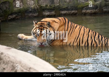 200728 -- HAILIN, 28. Juli 2020 -- Ein sibirischer Tiger genießt sich im Wasser im Hengdaohezi Siberian Tiger Park in Hailin, nordöstliche Provinz Heilongjiang, 28. Juli 2020. Sibirische Tiger im Park haben ihre Aktivitäten eingeschränkt und haben verschiedene Möglichkeiten genutzt, um sich im Hochsommer abzukühlen. CHINA-HEILONGJIANG-HAILIN-SIBIRISCHE TIGER-MITTSOMMER CN WANGXJIANWEI PUBLICATIONXNOTXINXCHN Stockfoto