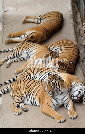 200728 -- HAILIN, 28. Juli 2020 -- Sibirische Tiger ruhen im Hengdaohezi Sibirischen Tigerpark in Hailin, nordöstliche Provinz Heilongjiang, 28. Juli 2020. Sibirische Tiger im Park haben ihre Aktivitäten eingeschränkt und haben verschiedene Möglichkeiten genutzt, um sich im Hochsommer abzukühlen. CHINA-HEILONGJIANG-HAILIN-SIBIRISCHE TIGER-MITTSOMMER CN WANGXJIANWEI PUBLICATIONXNOTXINXCHN Stockfoto