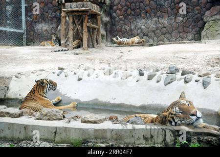 200728 -- HAILIN, 28. Juli 2020 -- Sibirische Tiger ruhen im Hengdaohezi Sibirischen Tigerpark in Hailin, nordöstliche Provinz Heilongjiang, 27. Juli 2020. Sibirische Tiger im Park haben ihre Aktivitäten eingeschränkt und haben verschiedene Möglichkeiten genutzt, um sich im Hochsommer abzukühlen. CHINA-HEILONGJIANG-HAILIN-SIBIRISCHE TIGER-MITTSOMMER CN WANGXJIANWEI PUBLICATIONXNOTXINXCHN Stockfoto