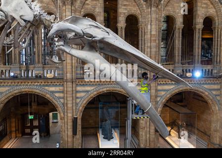 200729 -- PEKING, 29. Juli 2020 -- Ein Mitarbeiter poliert das Blauwal-Skelett in der Hintze Hall of Natural History Museum, bevor es am 27. Juli 2020 in London wieder eröffnet wird. Das Naturkundemuseum wird ab dem 5. August wieder eröffnet. XINHUA-FOTOS DES TAGES HanxYan PUBLICATIONxNOTxINxCHN Stockfoto