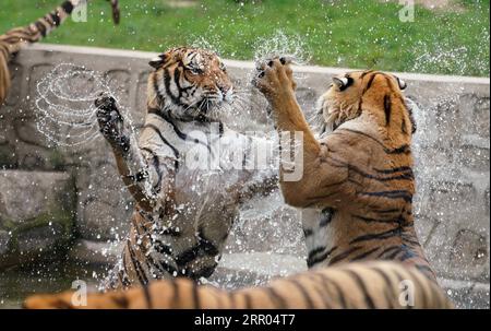 200729 -- PEKING, 29. Juli 2020 -- Sibirische Tiger tummeln sich im Wasser im Hengdaohezi Sibirischen Tigerpark in Hailin, nordöstliche Provinz Heilongjiang, 28. Juli 2020. XINHUA FOTOS DES TAGES WangxJianwei PUBLICATIONxNOTxINxCHN Stockfoto