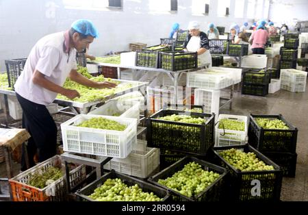 LIANYUNGANG, CHINA - 6. SEPTEMBER 2023 - Arbeiter produzieren Konserventrauben in einem Lebensmittelverarbeitungsunternehmen in der Chaoyang Street, Stadt Lianyungang, East Chin Stockfoto