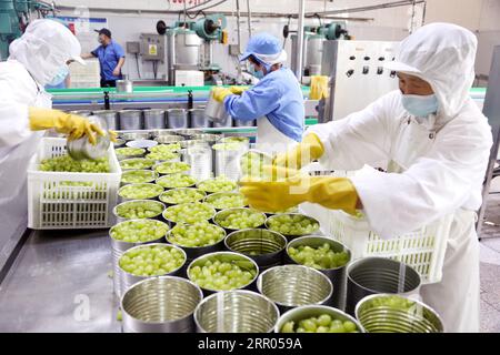 LIANYUNGANG, CHINA - 6. SEPTEMBER 2023 - Arbeiter produzieren Konserventrauben in einem Lebensmittelverarbeitungsunternehmen in der Chaoyang Street, Stadt Lianyungang, East Chin Stockfoto