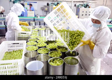 LIANYUNGANG, CHINA - 6. SEPTEMBER 2023 - Arbeiter produzieren Konserventrauben in einem Lebensmittelverarbeitungsunternehmen in der Chaoyang Street, Stadt Lianyungang, East Chin Stockfoto