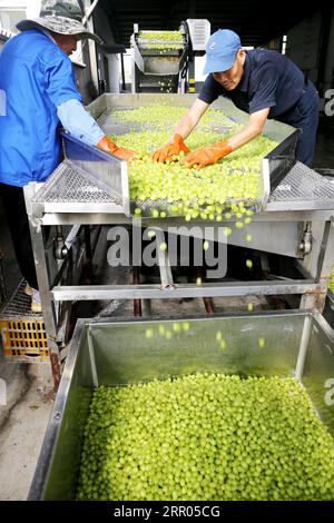 LIANYUNGANG, CHINA - 6. SEPTEMBER 2023 - Arbeiter produzieren Konserventrauben in einem Lebensmittelverarbeitungsunternehmen in der Chaoyang Street, Stadt Lianyungang, East Chin Stockfoto