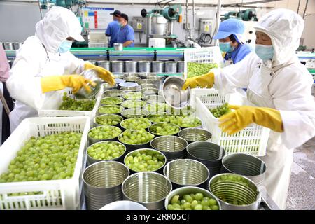 LIANYUNGANG, CHINA - 6. SEPTEMBER 2023 - Arbeiter produzieren Konserventrauben in einem Lebensmittelverarbeitungsunternehmen in der Chaoyang Street, Stadt Lianyungang, East Chin Stockfoto