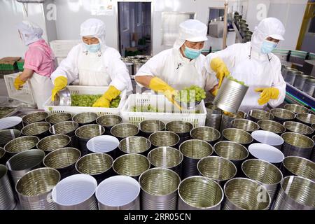 LIANYUNGANG, CHINA - 6. SEPTEMBER 2023 - Arbeiter produzieren Konserventrauben in einem Lebensmittelverarbeitungsunternehmen in der Chaoyang Street, Stadt Lianyungang, East Chin Stockfoto