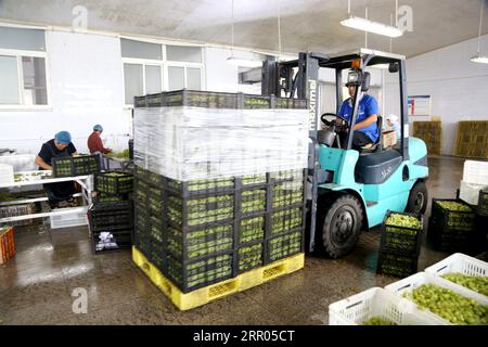 LIANYUNGANG, CHINA - 6. SEPTEMBER 2023 - Arbeiter produzieren Konserventrauben in einem Lebensmittelverarbeitungsunternehmen in der Chaoyang Street, Stadt Lianyungang, East Chin Stockfoto