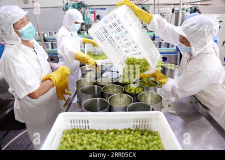 LIANYUNGANG, CHINA - 6. SEPTEMBER 2023 - Arbeiter produzieren Konserventrauben in einem Lebensmittelverarbeitungsunternehmen in der Chaoyang Street, Stadt Lianyungang, East Chin Stockfoto