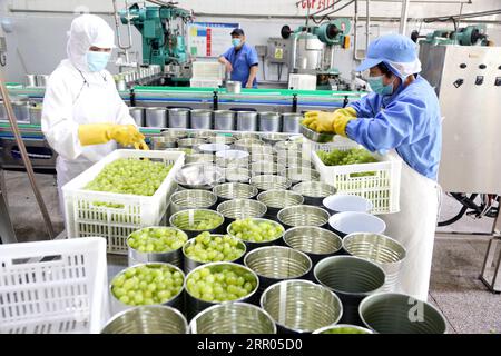 LIANYUNGANG, CHINA - 6. SEPTEMBER 2023 - Arbeiter produzieren Konserventrauben in einem Lebensmittelverarbeitungsunternehmen in der Chaoyang Street, Stadt Lianyungang, East Chin Stockfoto