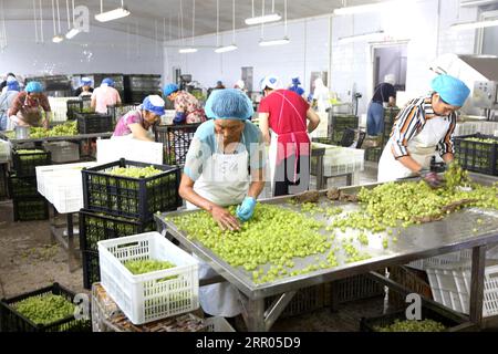 LIANYUNGANG, CHINA - 6. SEPTEMBER 2023 - Arbeiter produzieren Konserventrauben in einem Lebensmittelverarbeitungsunternehmen in der Chaoyang Street, Stadt Lianyungang, East Chin Stockfoto