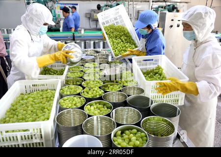 LIANYUNGANG, CHINA - 6. SEPTEMBER 2023 - Arbeiter produzieren Konserventrauben in einem Lebensmittelverarbeitungsunternehmen in der Chaoyang Street, Stadt Lianyungang, East Chin Stockfoto