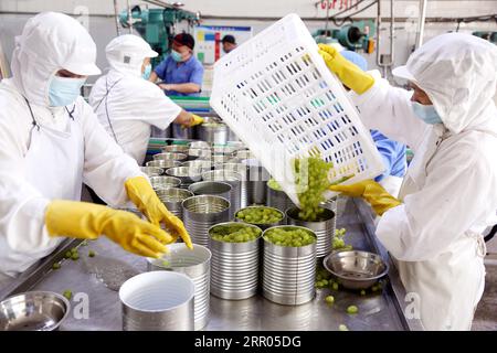 LIANYUNGANG, CHINA - 6. SEPTEMBER 2023 - Arbeiter produzieren Konserventrauben in einem Lebensmittelverarbeitungsunternehmen in der Chaoyang Street, Stadt Lianyungang, East Chin Stockfoto