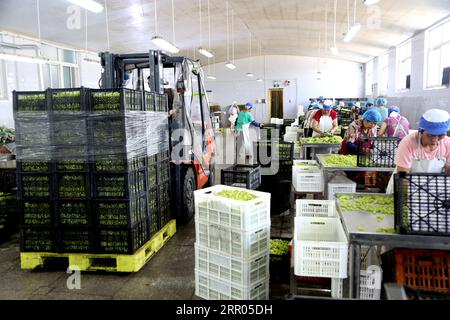 LIANYUNGANG, CHINA - 6. SEPTEMBER 2023 - Arbeiter produzieren Konserventrauben in einem Lebensmittelverarbeitungsunternehmen in der Chaoyang Street, Stadt Lianyungang, East Chin Stockfoto