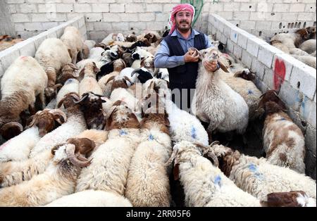 200729 -- SYRIEN, 29. Juli 2020 -- Ein syrischer Mann wird am 29. Juli 2020 auf einem Viehmarkt in Damaskus, der Hauptstadt Syriens, gesehen. Das syrische Volk ist damit beschäftigt, Vorbereitungen für das bevorstehende Eid al-Adha oder das Opferfest zu treffen. Foto von /Xinhua SYRIA-DAMASCUS-LIVESTOCK-EID AL ADHA AmmarxSafarjalani PUBLICATIONxNOTxINxCHN Stockfoto