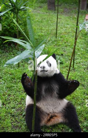 200730 -- CHANGCHUN, 30. Juli 2020 -- der Riesenpanda Chu Xin bereitet sich auf Bambus in der Panda-Halle des Sibirischen Tigerparks in Changchun, nordöstliche Provinz Jilin, am 30. Juli 2020 vor. Am Donnerstag fand eine Geburtstagsparty statt, um den vierten Geburtstag von Riesen-Pandas Chu Xin und Mu Yun zu feiern. CHINA-JILIN-RIESEN-PANDAS-GEBURTSTAG CN LINXHONG PUBLICATIONXNOTXINXCHN Stockfoto