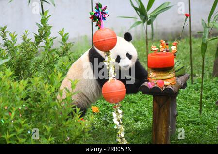 200730 -- CHANGCHUN, 30. Juli 2020 -- Giant Panda Chu Xin bereitet sich auf das Geburtstagsgeschenk in der Pandagareihe des Sibirischen Tigerparks in Changchun, nordöstliche Provinz Jilin, am 30. Juli 2020 vor. Am Donnerstag fand eine Geburtstagsparty statt, um den vierten Geburtstag von Riesen-Pandas Chu Xin und Mu Yun zu feiern. CHINA-JILIN-RIESEN-PANDAS-GEBURTSTAG CN LINXHONG PUBLICATIONXNOTXINXCHN Stockfoto