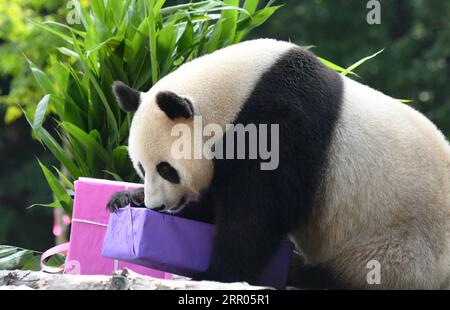 200730 -- CHANGCHUN, 30. Juli 2020 -- Giant Panda Mu Yun eröffnet das Geburtstagsgeschenk in der Pandahalle des Sibirischen Tigerparks in Changchun, nordöstliche Provinz Jilin, 30. Juli 2020. Am Donnerstag fand eine Geburtstagsparty statt, um den vierten Geburtstag von Riesen-Pandas Chu Xin und Mu Yun zu feiern. CHINA-JILIN-RIESEN-PANDAS-GEBURTSTAG CN LINXHONG PUBLICATIONXNOTXINXCHN Stockfoto