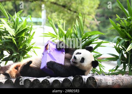 200730 -- CHANGCHUN, 30. Juli 2020 -- Giant Panda Mu Yun eröffnet das Geburtstagsgeschenk in der Pandahalle des Sibirischen Tigerparks in Changchun, nordöstliche Provinz Jilin, 30. Juli 2020. Am Donnerstag fand eine Geburtstagsparty statt, um den vierten Geburtstag von Riesen-Pandas Chu Xin und Mu Yun zu feiern. CHINA-JILIN-RIESEN-PANDAS-GEBURTSTAG CN LINXHONG PUBLICATIONXNOTXINXCHN Stockfoto