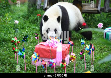 200730 -- CHANGCHUN, 30. Juli 2020 -- Giant Panda Chu Xin bereitet sich auf das Geburtstagsgeschenk in der Pandahalle des Sibirischen Tigerparks in Changchun, Provinz Jilin im Nordosten Chinas, am 30. Juli 2020 vor. Am Donnerstag fand eine Geburtstagsparty statt, um den vierten Geburtstag von Riesen-Pandas Chu Xin und Mu Yun zu feiern. CHINA-JILIN-RIESEN-PANDAS-GEBURTSTAG CN LINXHONG PUBLICATIONXNOTXINXCHN Stockfoto