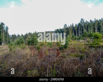 Waldverödung und Wiederaufforstung durch den Klimawandel in Bayern im Wald Stockfoto