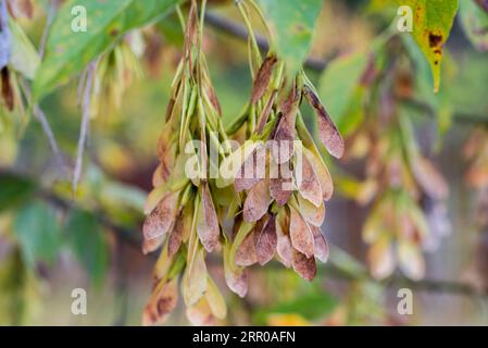 Acer negundo, Kastenältersamen auf Branchenzusammenstellung selektiver Fokus Stockfoto