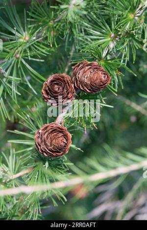 Larix decidua, Ast Lärchenkonen Nahaufnahme selektiver Fokus Stockfoto